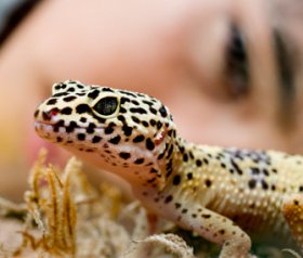 Kid looking at leopard gecko