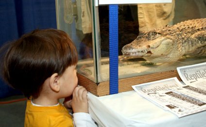 What is the Best Reptiles pet?