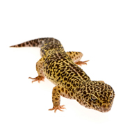 Leopard Gecko