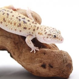 Leopard geckos make great first lizards