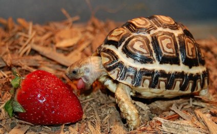 Turtles and tortoises for sale