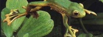 list of t op ten most exotic frogs - Wallace�s Flying frog