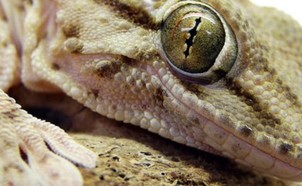 Best pet lizards for handling