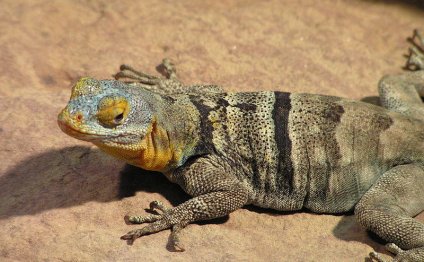 Easy lizards to keep