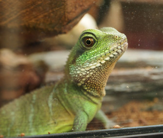 Lizard in terrarium