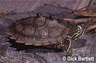Map Turtle