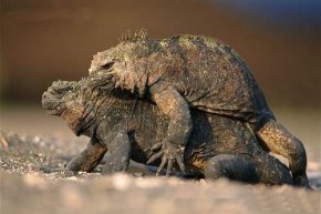 Marine Iguana weirdest lizards