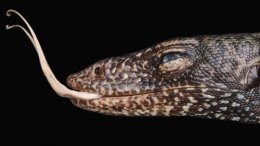 Meet the Million-Year-Old Lizard Species We Didn't Know Existed Until Now