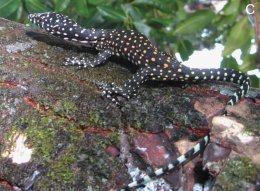 Meet the Million-Year-Old Lizard Species We Didn't Know Existed Until Now