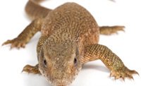 savanna-monitor