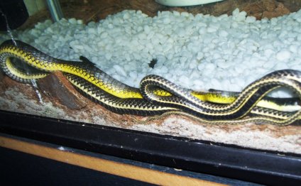 Common Tree-snake For sale