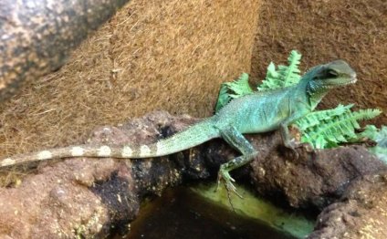 Chinese water Dragon for sale