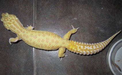 Cheap geckos for sale