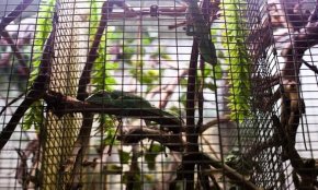 Pair of Cuban anoles