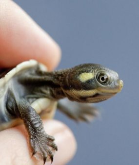 pet-baby-turtle-hand