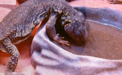 Green Lizards for sale