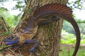 Philippine Sailfin Dragon weirdest lizards