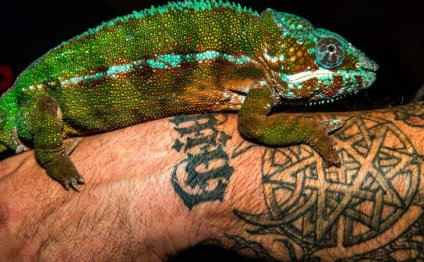 Exotic Reptiles for sale