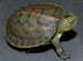 Baby aquatic turtles for sale