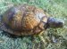 Box Turtles sale