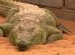 Buy exotic pets