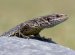 Common lizards pets