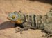 Easy lizards to keep