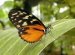 Exotic insects for sale