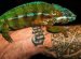 Exotic Reptiles for sale
