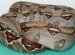 Exotic Reptiles for sale Online