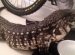 Giant pet lizard