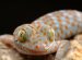 Good lizards to have as pets