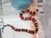 Harmless pet snakes