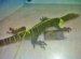 Lizards pets types
