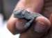 Pet stores that sell Reptiles