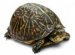 Pet turtles for Kids