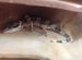 Petco geckos