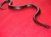 Petland snakes