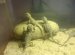 Pygmy Bearded Dragon for sale