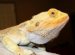 Reptile Supply Store