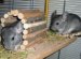 Small low maintenance pets