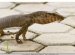 Small Monitor Lizards