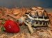 Turtles and tortoises for sale