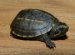 Turtles for sale in Houston