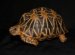 Water Tortoise for sale