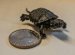 Where can you buy baby turtles?