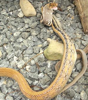 Radiated Rat Snake - Copperhead Racer