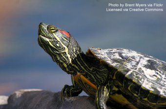 Red-Eared Slider Turtle basking on a rock