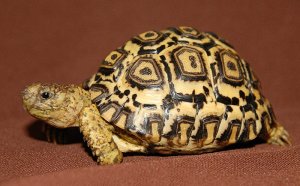 African Turtle for sale