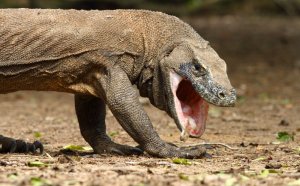 All About lizards for Kids